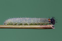 A caterpillar of Spialia galba (Fabricius, 1793) - Asian Grizzled Skipper (3) WLB.jpg