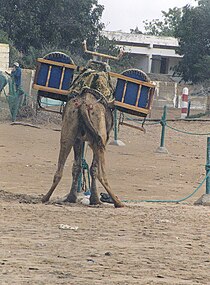 A urinating camel