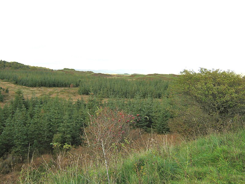 File:A view over the forest - geograph.org.uk - 2256797.jpg