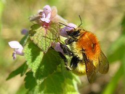 Bombus crotchii - Wikipedia