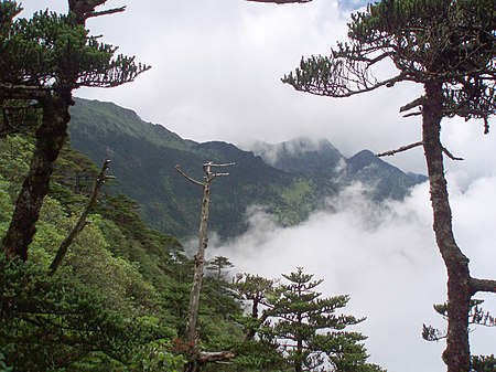 Abies delavayi Cangshan1.jpg