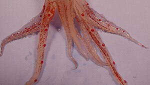 Abralia veranyi tentacles.jpg