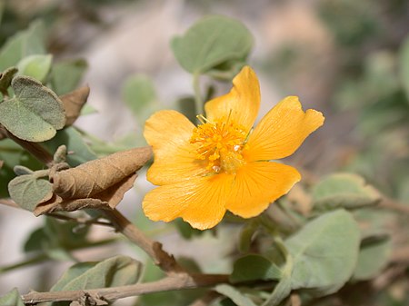 Abutilon fruticosum 1.JPG