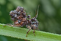Редувіїд Acanthaspis petax харчується переважно мурашками. На фото він саме висмоктує чергову жертву. А її трупик вмостить собі на спину, серед інших. Непоганий камуфляж!