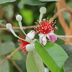 Fleurs de goyavier de Montevideo (Feijoa sellowiana), myrtacée sud-américaine. (définition réelle 3 456 × 3 456)