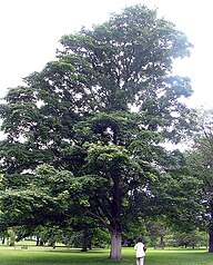 State Tree of Georgian Nation