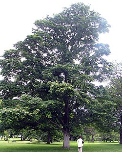 Acer velutinum tree Kew.jpg
