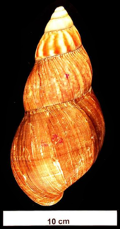 Abapertural view of the shell Achatina fulica shell 4.png