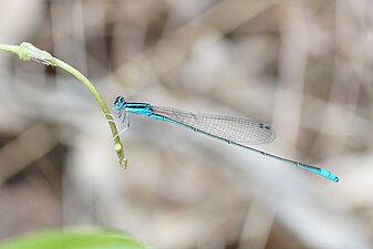 Green-striped Slender-Dartlet / Asian Slim Damselfly Aciagrion occidentale,