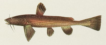 Acrochordonichthys rugosus (Akysidae)