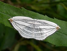 Acropteris iphiata01.jpg