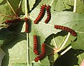 Second instar larvae