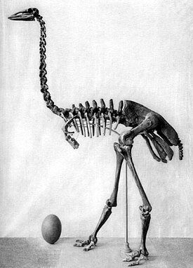 Скелет и яйцо Aepyornis maximus