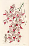 Aerides maculosa - Edwards vol 31 (NS 8) pl 58 (1845).jpg