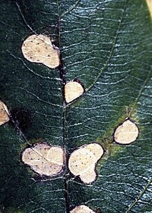 Leaf affected with Monochaetia fungi, a genus of Amphisphaeriaceae Affectedleaf.jpg