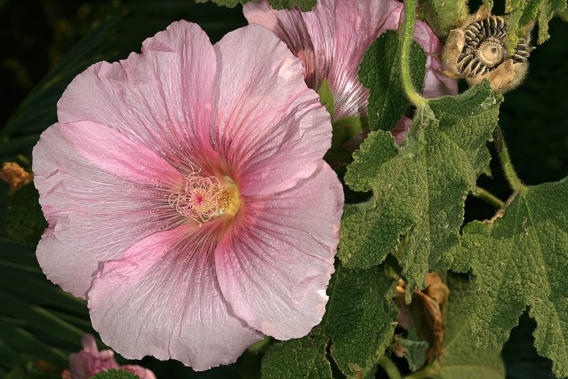 File:Alcea rosea 1DS-II 3-0233.jpg