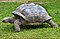 Aldabrachelys gigantea Australian Zoo Tortoise-01and (3382015374).jpg