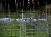 Alligator, Jonathan Dickinson State Park