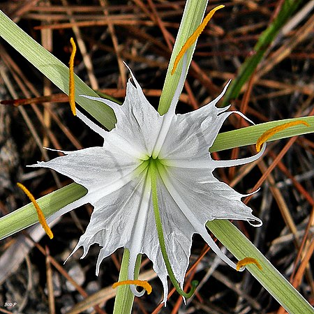 Hymenocallis_palmeri