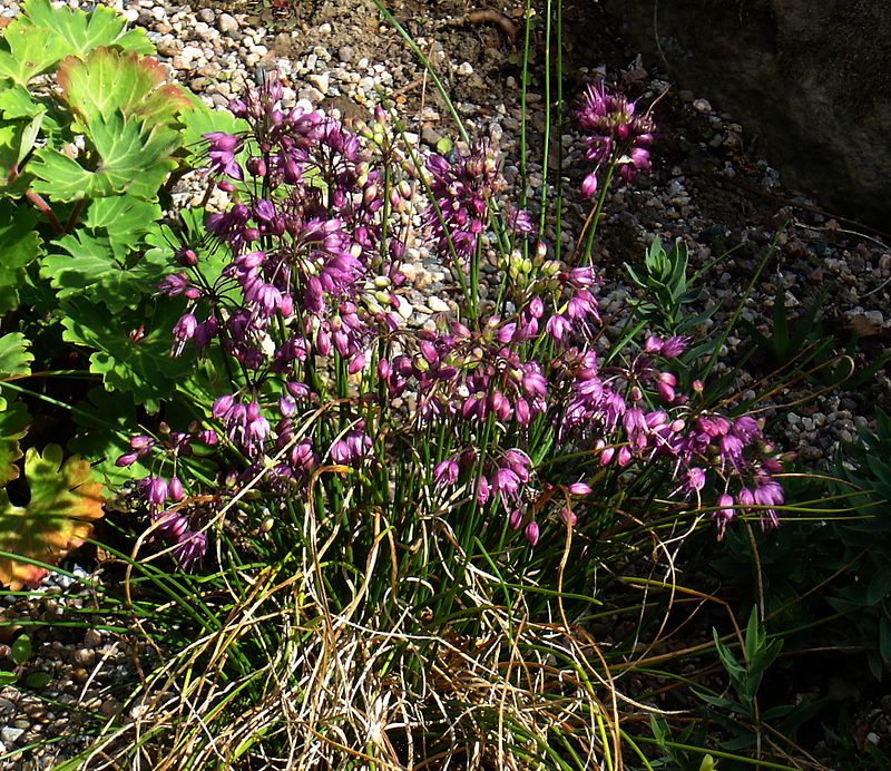 Allium cyathophorum farreri - Flickr - peganum.jpg