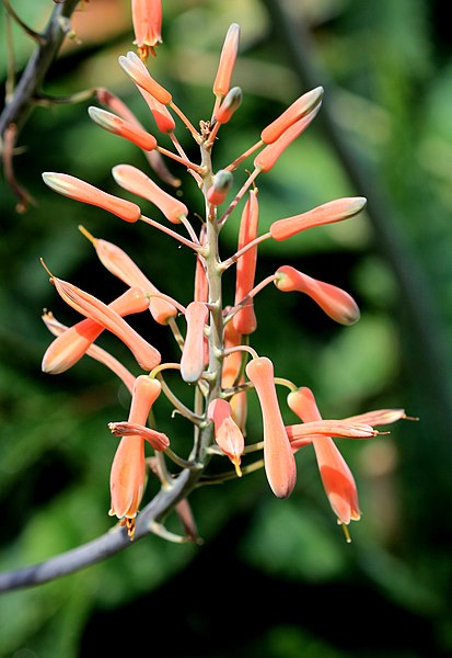 File:Aloe maculata Prague 2011 1.jpg