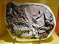 Fossiel van Alopecognathus in het Iziko Museum