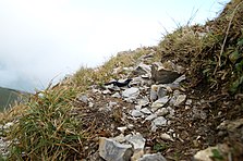 The alpine salamander (center) photographed in Schoppernau, an Austrian municipality. Alpensalamander, Salamandra atra 4a.JPG