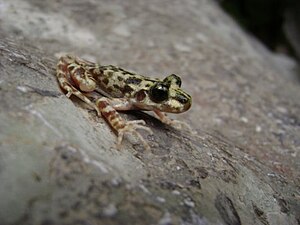 Mallorcan kätilö rupikonna (Alytes muletensis)