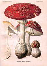 Amanita muscaria.