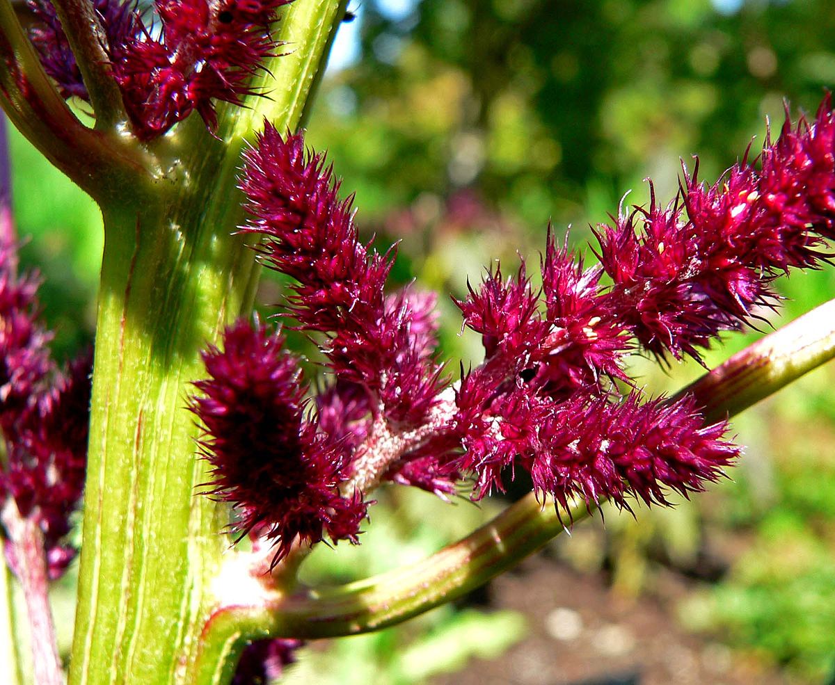 25+ Aceite De Amaranto Beneficios PNG