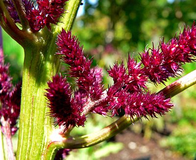 Польза амаранта. Amaranthus cruentus Амарант. Pfaffia paniculata. Amaranthaceae. Щирица кровяная Amaranthus cruentus l..