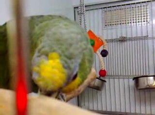 Talking bird Bird that can mimic human speech
