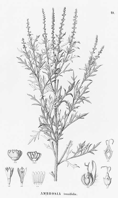 Ambrosia tenuifolia.jpg