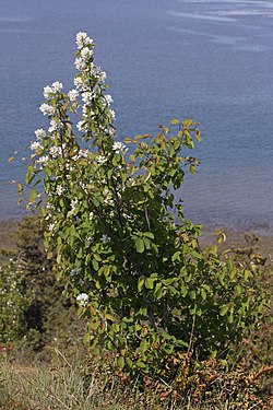 Taggblåhegg (var. semiintegrifolia) ved stillehavskysten i Washington