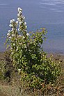 Amelanchier alnifolia