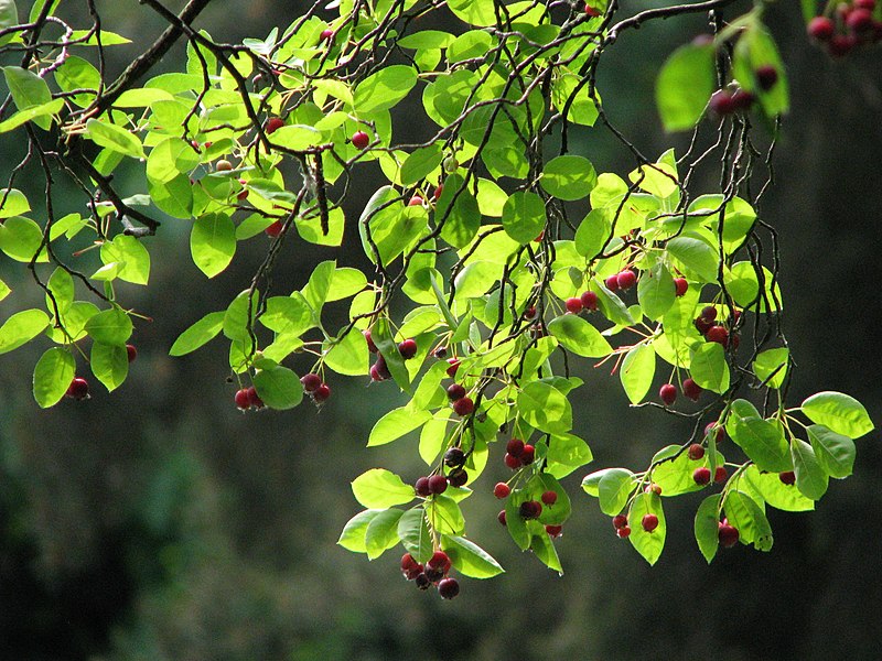 File:Amelanchier lamarckii Świdośliwa Lamarcka 2013-06-23 04.jpg