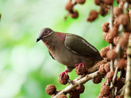 Amethyst brown dove