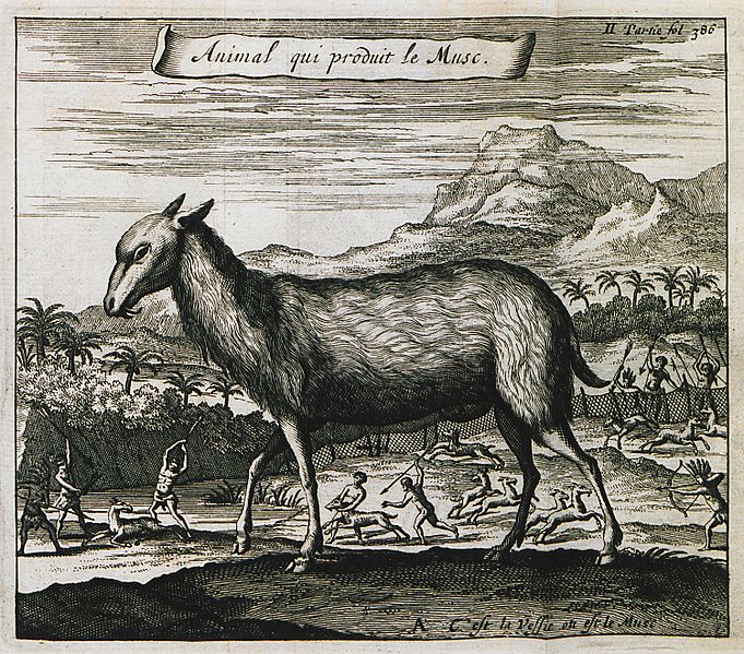 File:Aminal qui produit le Musc - Tavernier Jean Baptiste - 1703.jpg