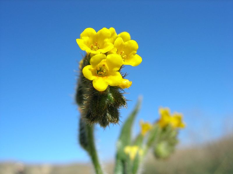 File:Amsinckia menziesii - San Francisquito Canyon 2.jpg