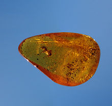 An Ant in Colombian amber.jpg