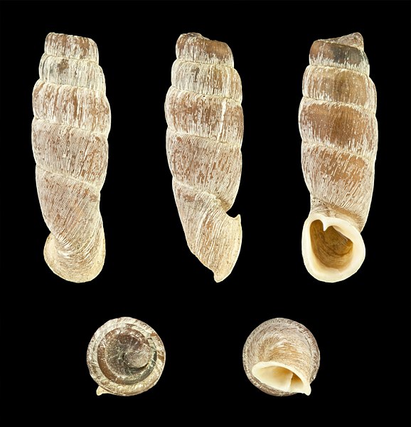 File:Andiniella flammulata f. unicolor 01.JPG