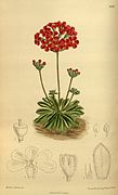 Androsace bulleyana (Syn. Androsace coccinea)