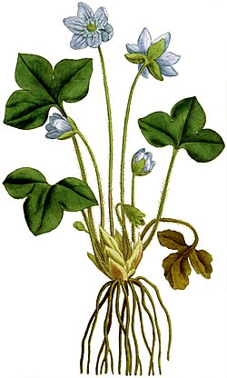 Anemone hepatica 1797.jpg