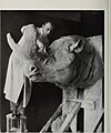 Sculpting an extinct Brontotherium (Megacerops), 1917