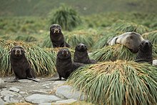 Antarctic fur seal pups on Salisbury Plain, South Georgia Antarctic Fur Seal Pups amid Tussock Grass (5724536166).jpg