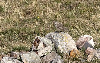 In typical breeding habitat Anthus spinoletta - Water Pipit, Giresun 01-2.jpg