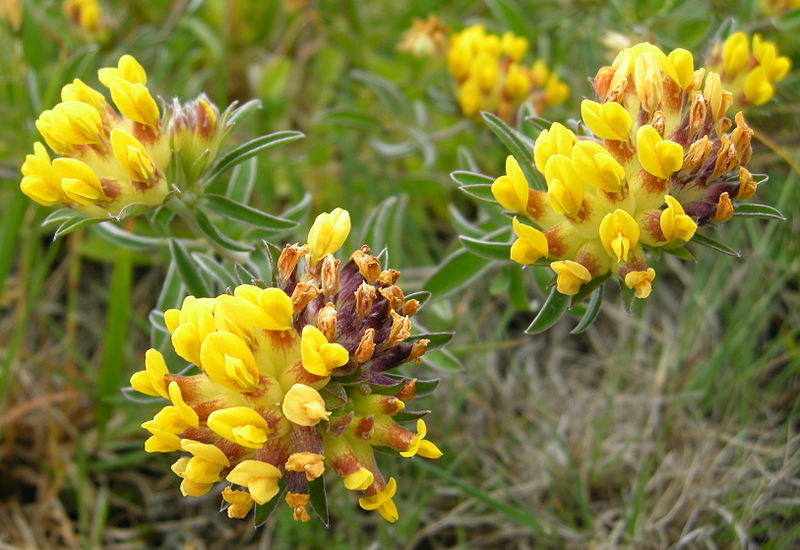 File:Anthyllis vulneraria .jpg