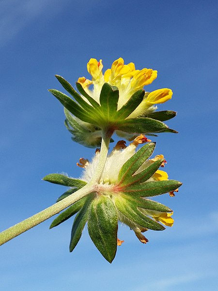 File:Anthyllis vulneraria subsp. pseudovulneraria sl18.jpg