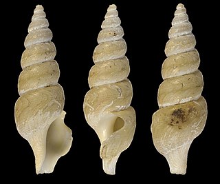 <i>Antiplanes thalaea</i> Species of gastropod