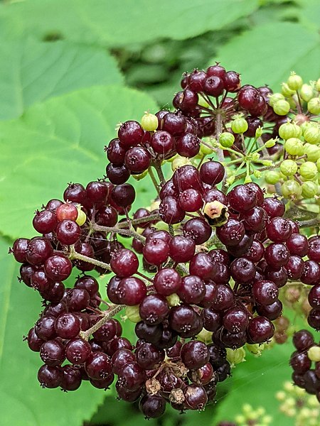 File:Aralia racemosa 223506109.jpg